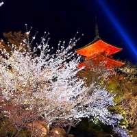 清水寺と桜