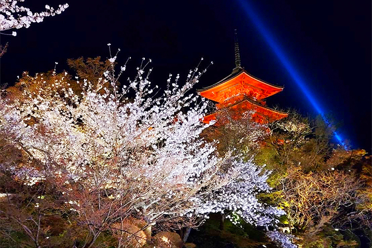 清水寺と桜