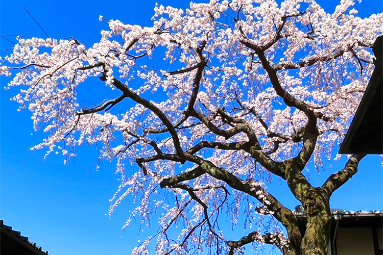 産寧坂の桜