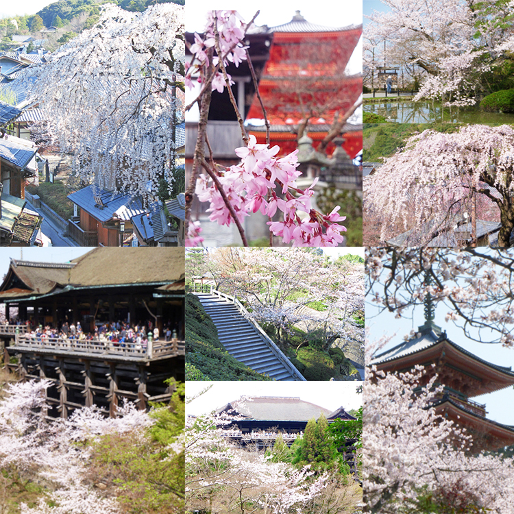 清水寺は桜の名所